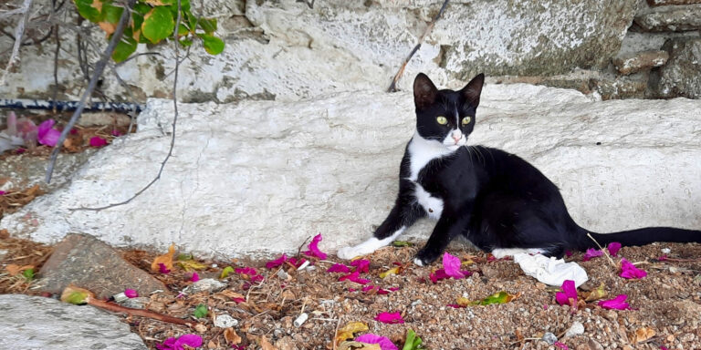 Cute tuxedo cat and bougainvillea petals in Mykonos, Greece