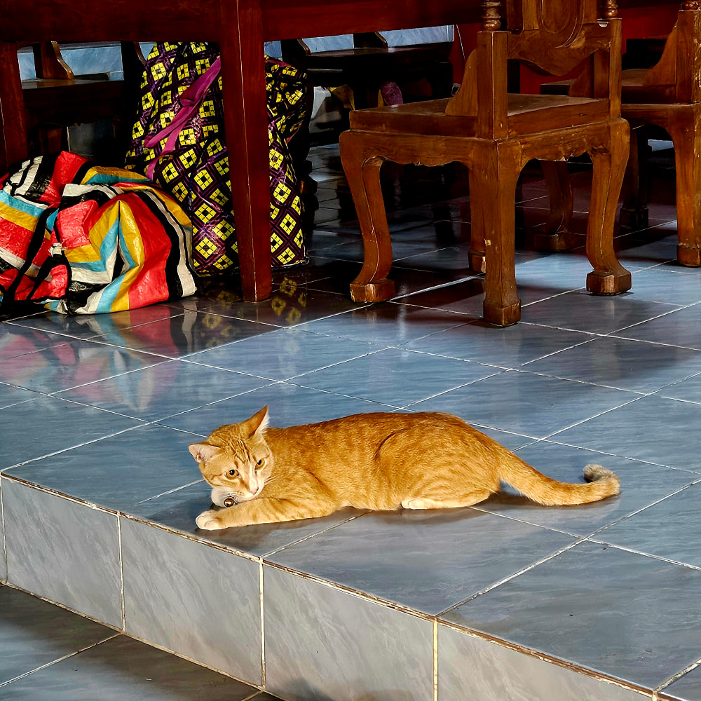Orange cat at the Chiang Mai Sunday Night Market